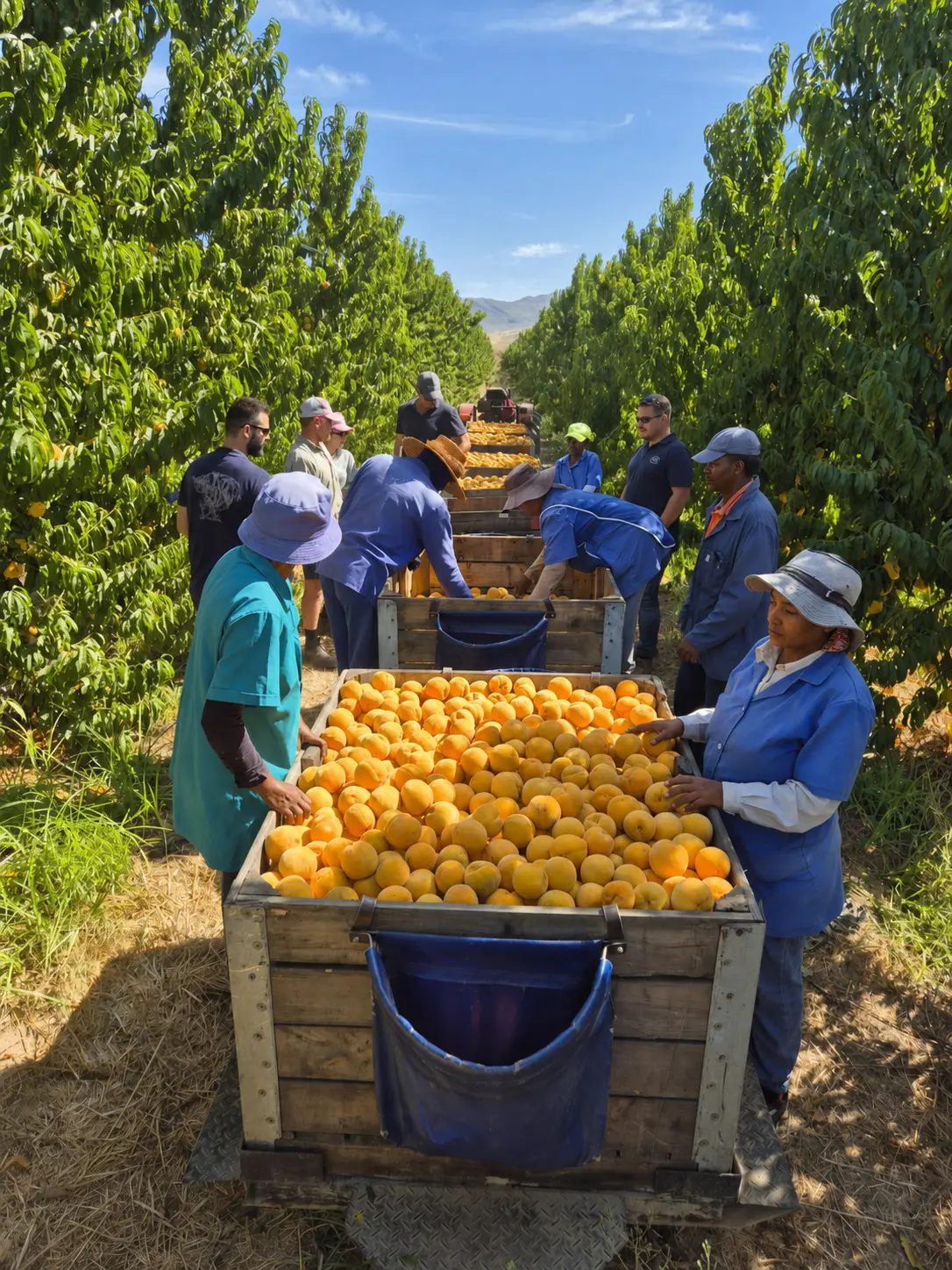 Peach harvest in an orchard
