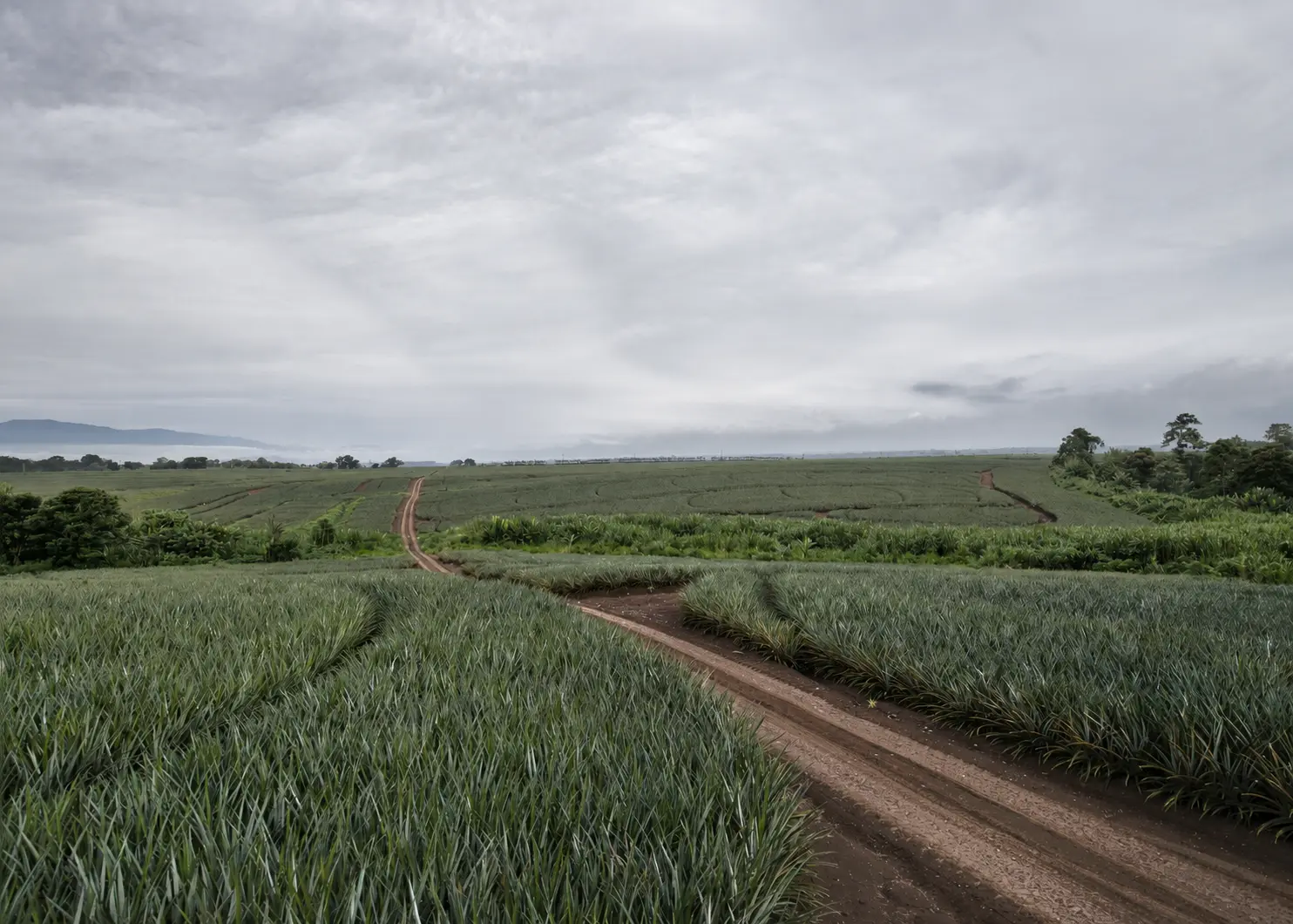 Pineapple plantation in Hawaii beneath an overcast sky