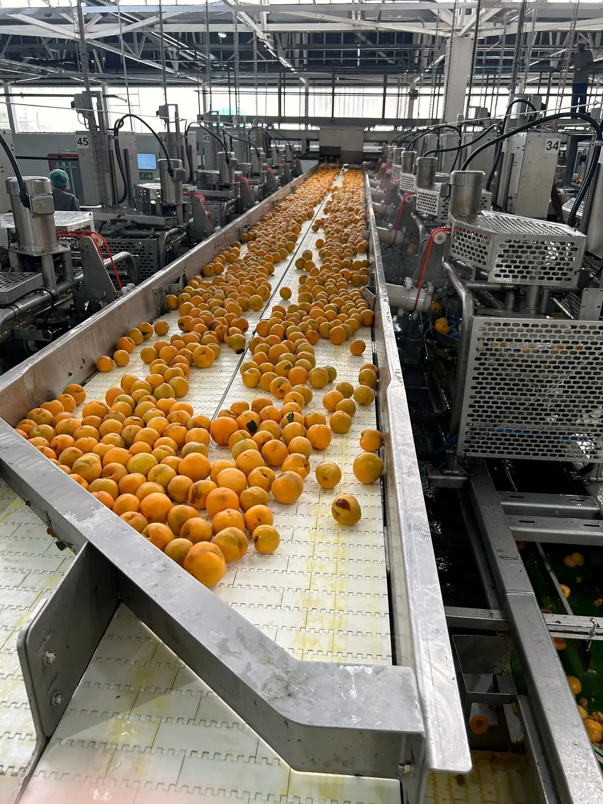 Fresh fruit on an industrial production line